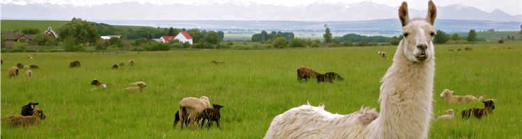 Panorama of Farm